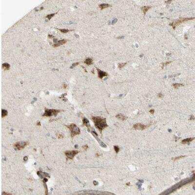 Immunohistochemistry-Paraffin: NDFIP1 Antibody [NBP1-81234]