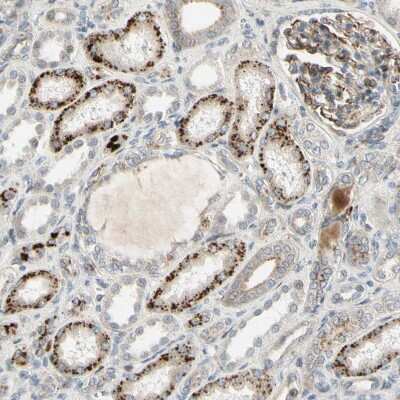 Immunohistochemistry-Paraffin: NDFIP1 Antibody [NBP1-81234]
