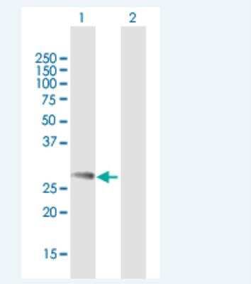 Western Blot: NDFIP1 Antibody [H00080762-B01P-50ug]