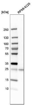 Western Blot: NDFIP1 Antibody [NBP1-81234]