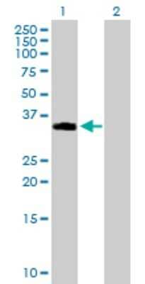 Western Blot: NDFIP2 Antibody [H00054602-B02P]