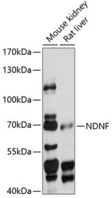 Western Blot: NDNF AntibodyAzide and BSA Free [NBP2-94089]