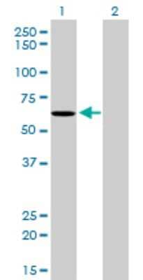 Western Blot: NDOR1 Antibody (3A11) [H00027158-M01]