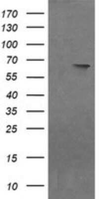 Western Blot: NDOR1 Antibody (OTI1E3)Azide and BSA Free [NBP2-72896]