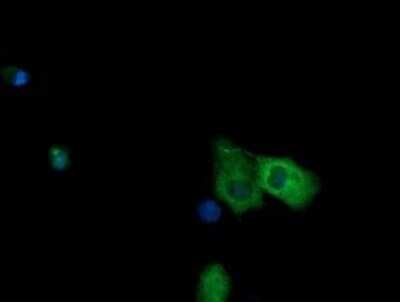 Immunofluorescence: NDOR1 Antibody (OTI1E3) [NBP2-45856]