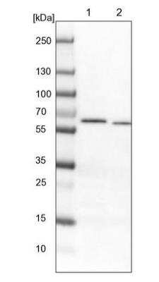 Western Blot: NDOR1 Antibody [NBP1-88790]