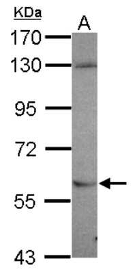 Western Blot: NDOR1 Antibody [NBP2-19498]