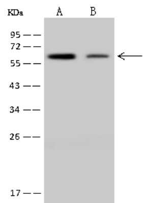 Western Blot: NDOR1 Antibody [NBP2-98487]