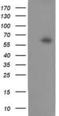 Western Blot: NDP52 Antibody (OTI4H5)Azide and BSA Free [NBP2-72897]