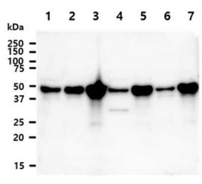 Western Blot: NDRG1 Antibody (11G4)BSA Free [NBP2-59415]