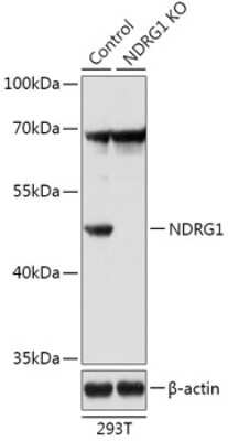 Western Blot: NDRG1 AntibodyAzide and BSA Free [NBP3-03516]