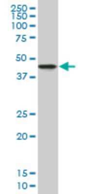 Western Blot: NDRG2 Antibody (1D12) [H00057447-M06]