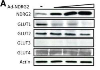 Western Blot: NDRG2 Antibody (6A5) [H00057447-M03]
