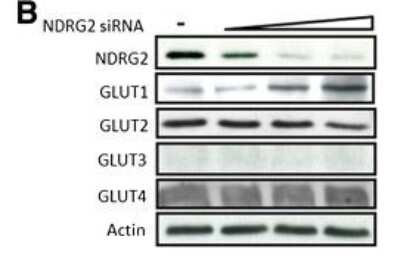 Knockdown Validated: NDRG2 Antibody (6A5) [H00057447-M03]