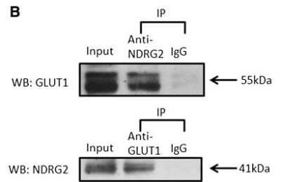 Western Blot: NDRG2 Antibody (6A5) [H00057447-M03]