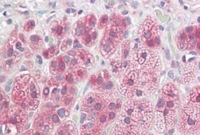 Immunohistochemistry-Paraffin: NDRG2 Antibody [NBP1-72052]