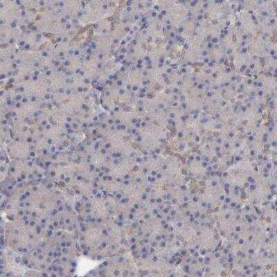 Immunohistochemistry-Paraffin: NDRG2 Antibody [NBP1-81424]