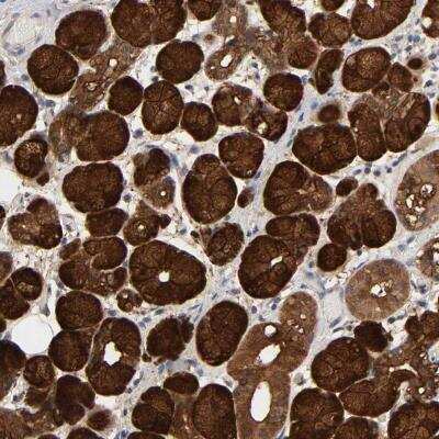 Immunohistochemistry-Paraffin: NDRG2 Antibody [NBP1-81425]