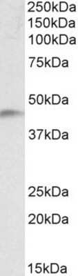 Western Blot: NDRG2 Antibody [NBP1-72052]