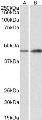 Western Blot: NDRG2 Antibody [NBP1-72052]