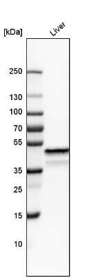 Western Blot: NDRG2 Antibody [NBP1-81424]