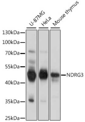 Western Blot: NDRG3 AntibodyAzide and BSA Free [NBP2-94331]