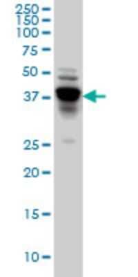 Western Blot: NDRG4 Antibody (2G3) [H00065009-M01]