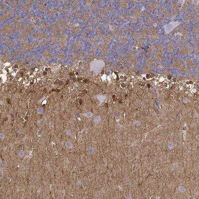 Immunohistochemistry-Paraffin: NDRG4 Antibody [NBP1-81434]