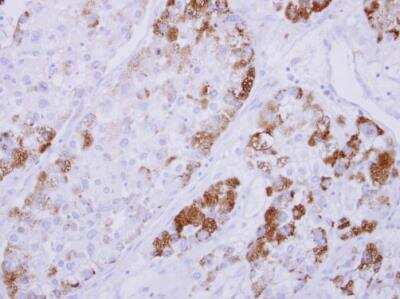 Immunohistochemistry-Paraffin: NDRG4 Antibody [NBP2-19500]
