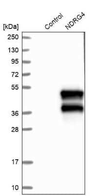 Western Blot: NDRG4 Antibody [NBP1-81434]