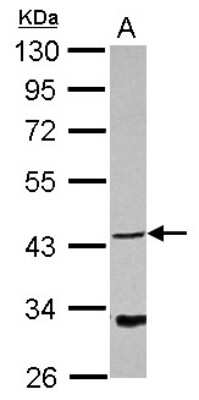 Western Blot: NDRG4 Antibody [NBP2-19500]