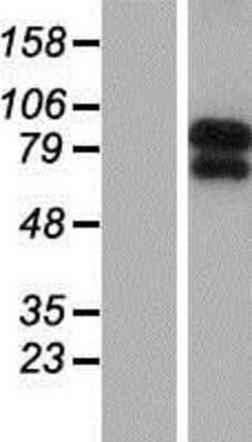 Western Blot: N-Deacetylase/N-Sulfotransferase 1/NDST1 Overexpression Lysate [NBP2-08194]