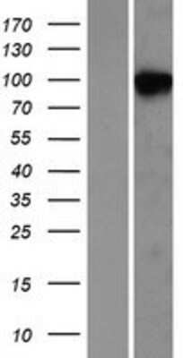 Western Blot: N-Deacetylase/N-Sulfotransferase 2/NDST2 Overexpression Lysate [NBP2-07972]