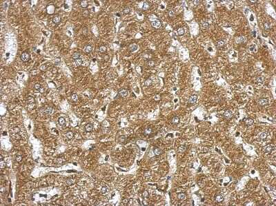 Immunohistochemistry-Paraffin: NDST3 Antibody [NBP2-19501]