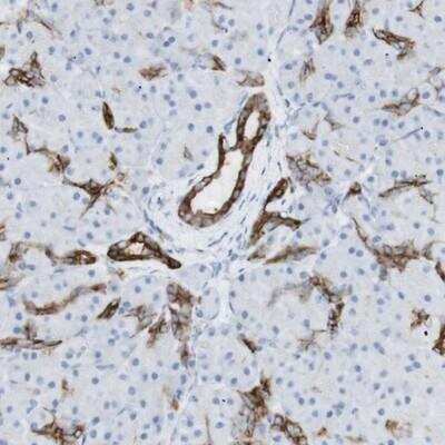 Immunohistochemistry-Paraffin: NDST4 Antibody [NBP1-86481]