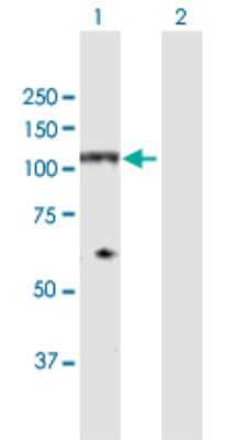 Western Blot: NDST4 Antibody [H00064579-D01P]