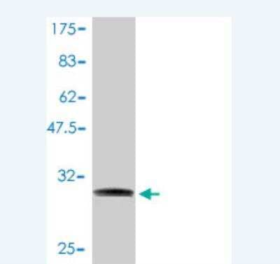 Western Blot: NDUFA1 Antibody (3B9-1A1) [H00004694-M01]