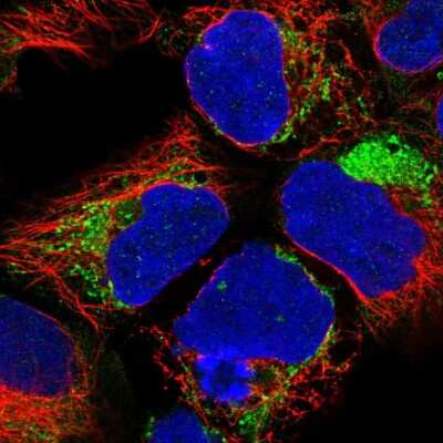 Immunocytochemistry/ Immunofluorescence: NDUFA1 Antibody [NBP2-56788]