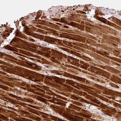Immunohistochemistry: NDUFA1 Antibody [NBP2-49127]