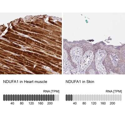 Immunohistochemistry-Paraffin: NDUFA1 Antibody [NBP2-49127]