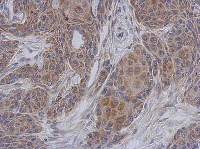 Immunohistochemistry-Paraffin: NDUFA12 Antibody [NBP1-32745]