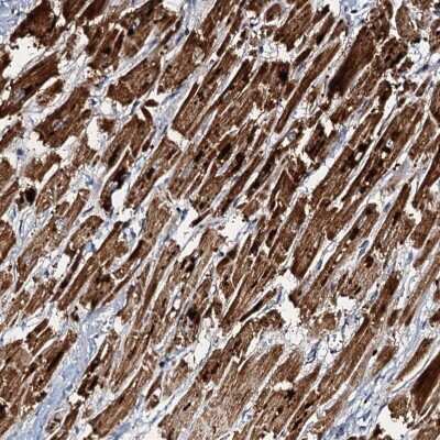 Immunohistochemistry-Paraffin: NDUFA12 Antibody [NBP1-88935]