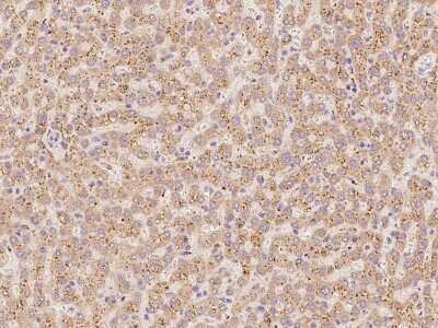 Immunohistochemistry-Paraffin: NDUFA2 Antibody [NBP2-98531]