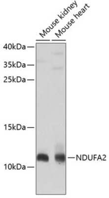 Western Blot: NDUFA2 AntibodyBSA Free [NBP2-93743]