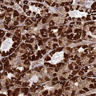 Immunohistochemistry-Paraffin: NDUFA3 Antibody [NBP1-92170]