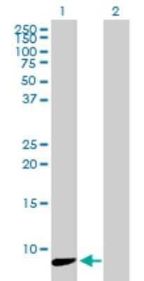 Western Blot: NDUFA3 Antibody [H00004696-B01P]