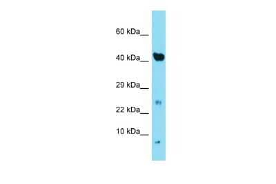 Western Blot: NDUFA3 Antibody [NBP2-85364]