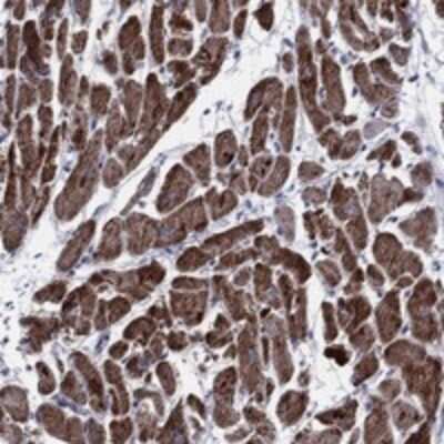 Immunohistochemistry-Paraffin: NDUFA4 Antibody [NBP3-17521]