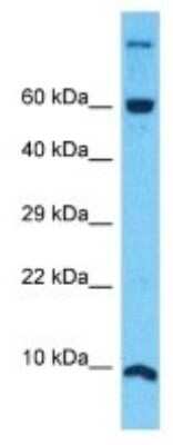 Western Blot: NDUFA4 Antibody [NBP3-09939]