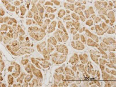 Immunohistochemistry-Paraffin: NDUFA5 Antibody (4A2) [H00004698-M02]